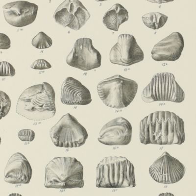 The Devonian faunas of the northern Shan States.