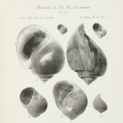 Mollusques eocéniques de la Loire-Inférieure.