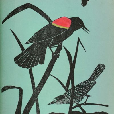 image for The Night Heron. A Magazine of Mid-western Ornithology. Volumes 1-7.