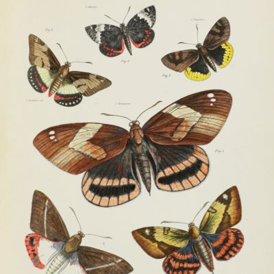 A monograph of the Lepidopterous Genus <em>Castnia</em> and some allied groups.