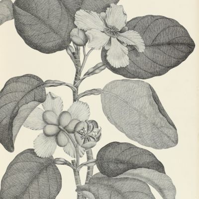 Illustrations of the botany of Captain Cook's voyage round the world in H.M.S. Endeavour in 1768-71. Australian plants.