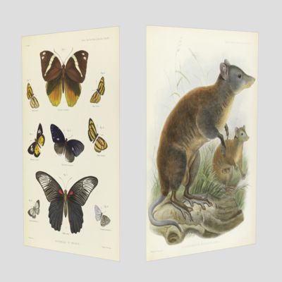 The butterflies of Malacca. [AND] On <em>Hypsiprymnodon</em>, Ramsay, a genus indicative of a distinct family (Pleopodidae) in the diprodont section of the marsupialia.