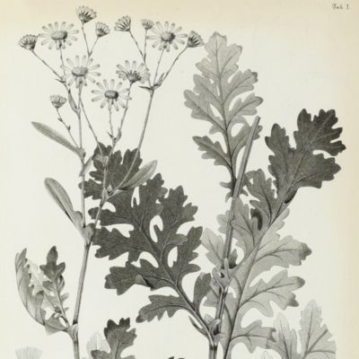 image for Florula Caprariae sive enumertio plantarum in insula Capraria vel sponte nascentium vel ad utilitatum latius excultarum.