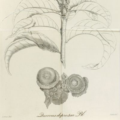 Beschrijving van eenige gewassen, waargenomen op eenen togt naar den Salak, in den jare 1822. [AND] Bijdrage tot de kennis onzer Javaansche Eiken. Met zes geëtste platen.