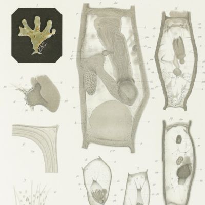 Onderzoekingstochten van de Willem Barents. 2e gedeelte. IV. Die Bryozoen gesammelt während der dritten und vierten Polarfahrt des "Willem Barents" in den Jahren 1880 und 1881.