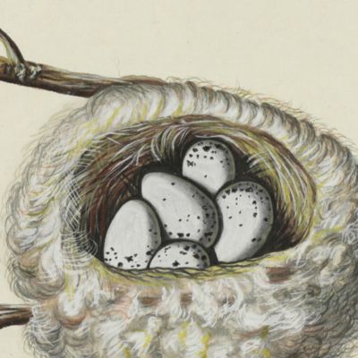 Sammlung von Nestern und Eyern verschiedener Vögel. Plate XLVII. Kirschvogel.