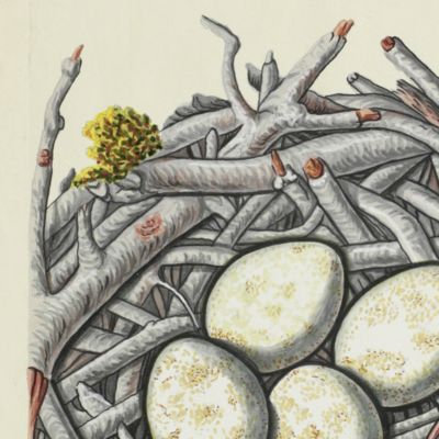 Sammlung von Nestern und Eyern verschiedener Vögel. Plate L. Mäasse-Geÿer.