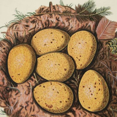 Sammlung von Nestern und Eyern verschiedener Vögel. Plate VIII. Auerhahn.