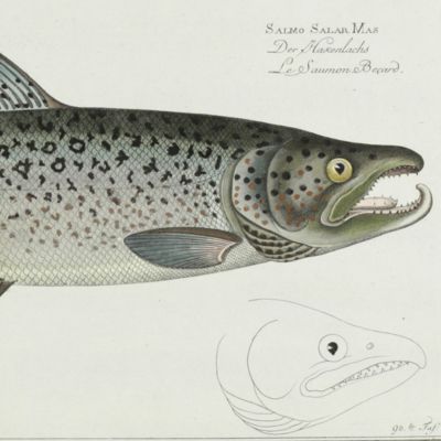 Oeconomische Naturgeschichte der Fische Deutschlands. Plate XCVIII (98) <em>Salmo SalarMas</em>. Der Hackenlachs. Le saumon Becard.