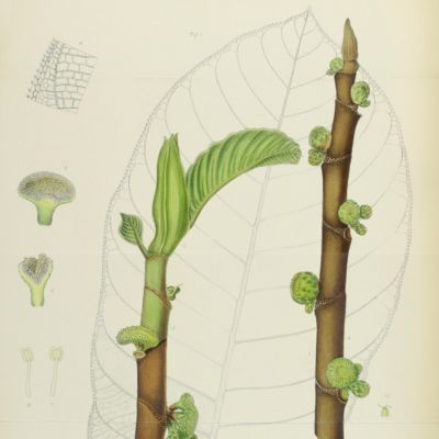 The Transactions of the Linnean Society of London. Second series. Botany. Volume I - VI.