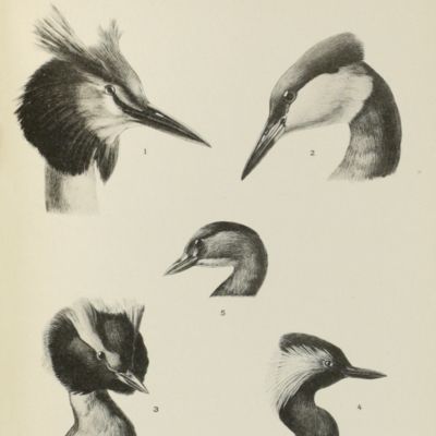 Faune de la Russie et des pays limitrophes. Oiseaux (Aves). Volume I. Colymbiformes and Procellariiformes. Demi-volume deuxième.