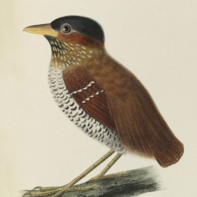 Notes of an examination of the birds of the subfamily Coerebinae. [AND] Notes on some species of birds from South America. IN: <em>Proceedings of the Academy of Natural Sciences of Philadelphia.</em> 1864.