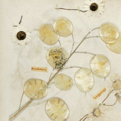 image for Herbarium with plants from Rome, Vatican City and the Netherlands.