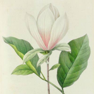 image for Annales de la Société d'Horticulture de Paris, et Journal Spécial de l'État et des Progrès du Jardinage.