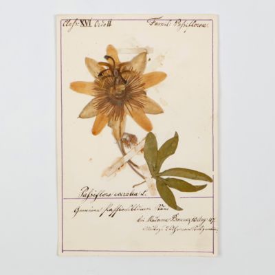 Herbarium. "Souvenir".