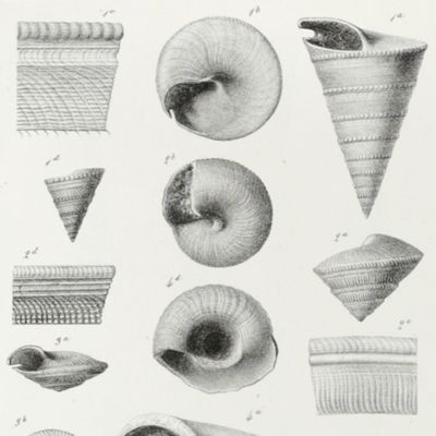 Mémoire sur les fossiles de Montreuil-Bellay (Maine-et-Loire). 1re. Partie. Céphalopodes et gastéropodes.