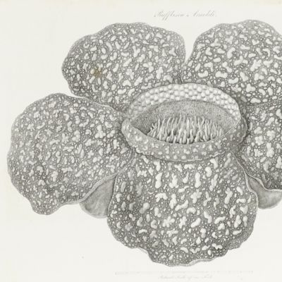The miscellaneous botanical works. Vol. III. Atlas of the plates.