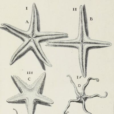 image for De conchis minus notis liber cui accessit specimen aestus reciproci maris superi ad littus portumque Arimini.