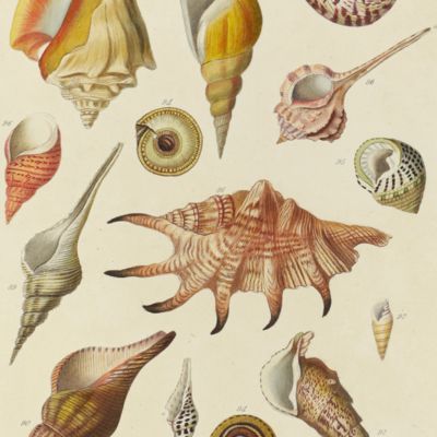 An introduction to the study of conchology: including observations on the Linnaean genera, and on the arrangement of M. Lamarck; a glossary, and a table of English names. Illustrated with coloured plates.