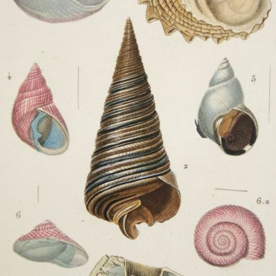 image for Manuel de Malacologie et de Conchyliologie. Texte, planches. [Complete].