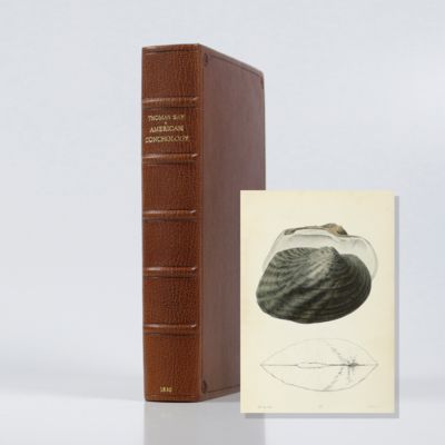 American conchology or descriptions of the shells of North America illustrated by coloured figures from original drawings executed from nature.