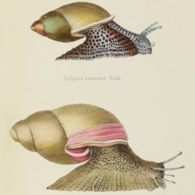 Elements of conchology; an introduction to the natural history of shells and of the animals which form them.