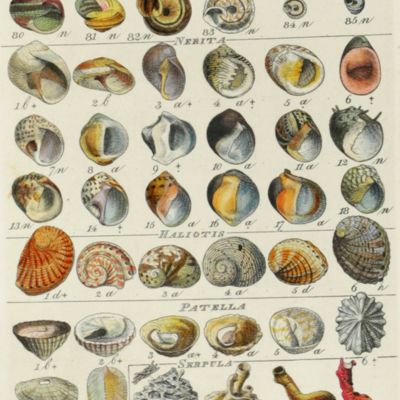 Index testaceologicus, an illustrated catalogue of British and foreign shells, containing about 2800 figures accurately coloured after nature.