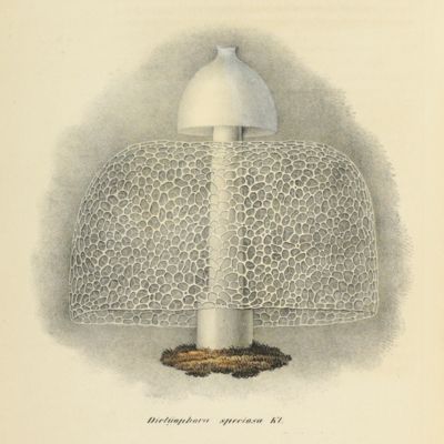 image for Observationes botanicas, in itinere circum Terram institutas. Opus posthumum.