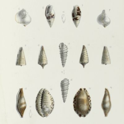 Catalogue des mollusques de l'Ile de la Réunion (Bourbon).