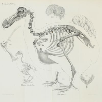 image for Prof. R. Owen's Osteologie der Dronte. ( <em>Didus ineptus</em> L.). [AND] Nachschrift.