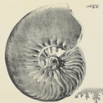 Palaeontologia Indica, being figures and descriptions of the organic remains procured during the progress of the geological survey of India. Vol. III. 1. The fossil Cephalopoda of the Cretaceous rocks of Southern India (Ammonitidae).