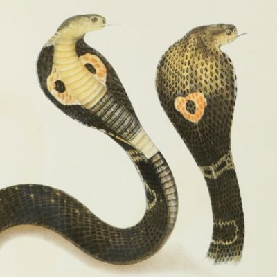 image for The Thanatophidia of India. Being a description of the venomous snakes of the Indian peninsula with an account of the influence of their poison on life and a series of experiments. second edition, revised and enlarged.