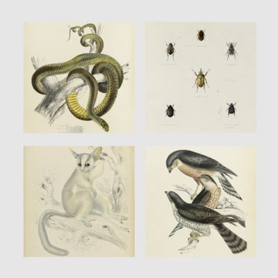 Illustrations of the zoology of South Africa; consisting chiefly of figures and descriptions of the objects of natural history collected during an expedition into the interior of South Africa, in the years 1834, 1835, and 1836; fitted out by "The Cape of Good Hope Association for Exploring Central Africa". Published under the authority of the Lords Commissioners of Her Majesty's Treasury. Mammalia. Aves. Reptilia. Pisces. Invertebratae. [Complete].