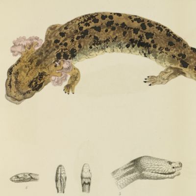 image for Verzeichniss der Reptilien, welche auf einer Reise im nördlichen America beobachtet wurden.