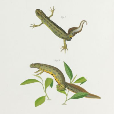 Amours des salamandres aquatiques et developpement du tetard de ces salamandres depuis l'oeuf jusq'a l'animal parfait.