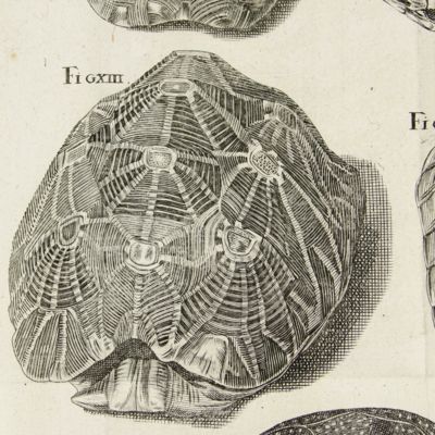 D. Christoph Gottwaldts physikalisch-anatomische Bermerkungen über die Schildkröten. Aus dem Lateinischen übersezt. Mit 10 Kupfertafeln.