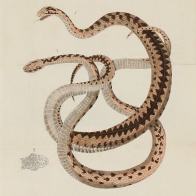 Essai sur l'histoire naturelle des serpens de la Suisse.