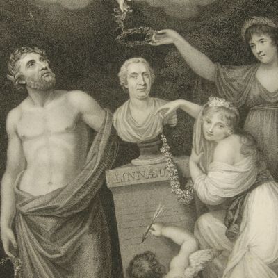 Cupid, Flora, Ceres, and Esculapius Honouring the Bust of Linnaeus. [Portrait].