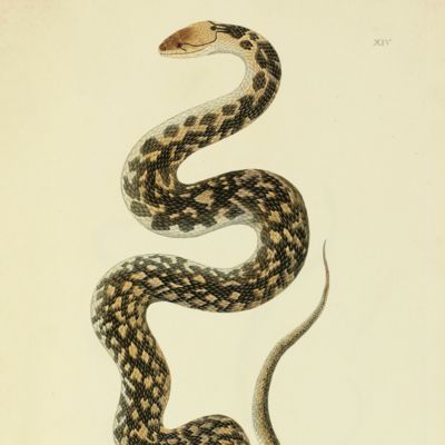image for An account of Indian serpents collected in the coast of Coromandel; containing descriptions and drawings of each species; together with experiments and remarks on their several poisons. [WITH] A continuation of an account of Indian serpents containing descriptions and figures from specimens and drawings transmitted from various parts of India. [Complete].