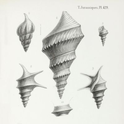 Paléontologie Française. Description des mollusques et rayonnés fossiles. Terrains Jurassiques. II. Gasteropodes. Texte, Atlas. [Complete].