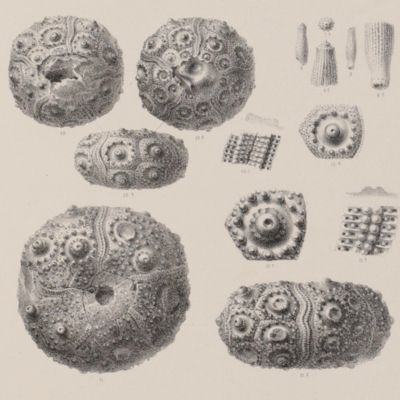 Échinologie Helvétique. Description des oursins fossiles de la Suisse. Echinides de la période Jurassique.