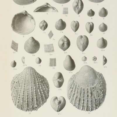 A monograph of the cretaceous Lamellibranchia of England. Volumes I-II. [Complete].