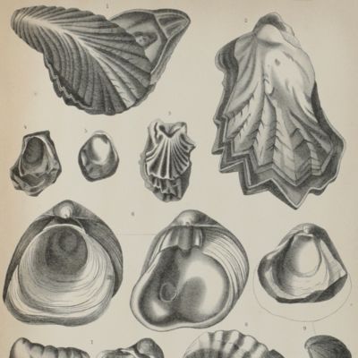 Los fósiles secundarios de Chile.