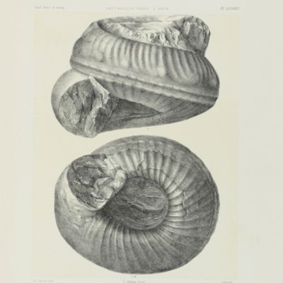Palaeontologia Indica, being figures and descriptions of the organic remains procured during the progress of the geological survey of India. The fossil Cephalopoda of the Cretaceous rocks of Southern India: Belemnitidae-Nautilidae by Henry F. Blanford, Ammonitidae, with revision of the Nautilidae, &c. by Ferd. Stoliczka.