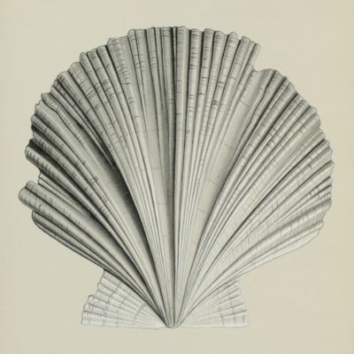 Princeton Expeditions to Patagonia 1896-1899. Palaeontology. Volume IV.