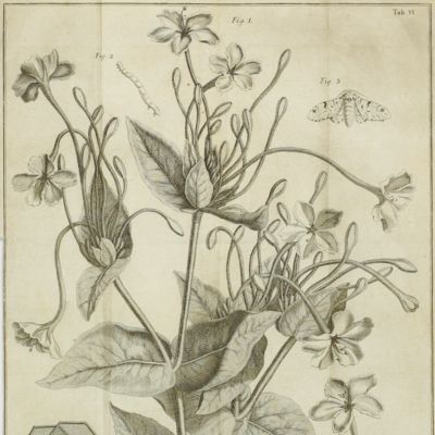image for <em>Mirabilis longiflora, eller Lång-pipiga Underblomman.</em>