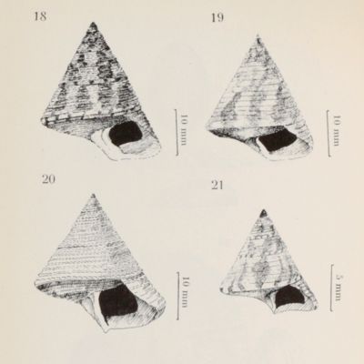 Les mollusques marins testacés du Maroc. Catalogue non critique. I. Les gastéropodes. [AND] II. Les lamellibranches et les scaphopodes. [AND] Premier supplement.