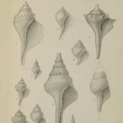 Fossil shells of the Tertiary formations of North America, illustrated by figures, drawn on stone, from nature. Vol. 1(1)-(4). [AND] Vol. 1(3) ["republication"] Eocene fossils of the Claiborne, with observations on this formation in the United States, and a geological map of Alabama.