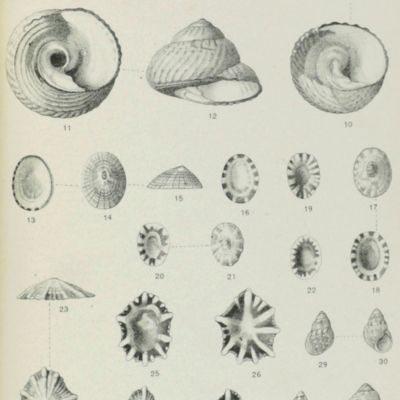 Catalogue of the marine mollusks of Japan with descriptions of new species and notes on others collected by Frederick Stearns.