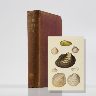 Ipsa Linnaei conchylia. The shells of Linnaeus, determined from his manuscripts and collection. Also, an exact reprint of the Vermes Testacea of the 'Systema Naturae' and 'Mantissa'.